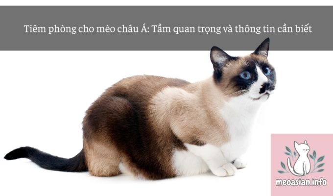 Tiêm phòng cho mèo châu Á: Tầm quan trọng và thông tin cần biết