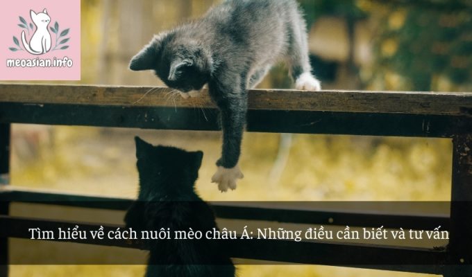 Tìm hiểu về cách nuôi mèo châu Á: Những điều cần biết và tư vấn